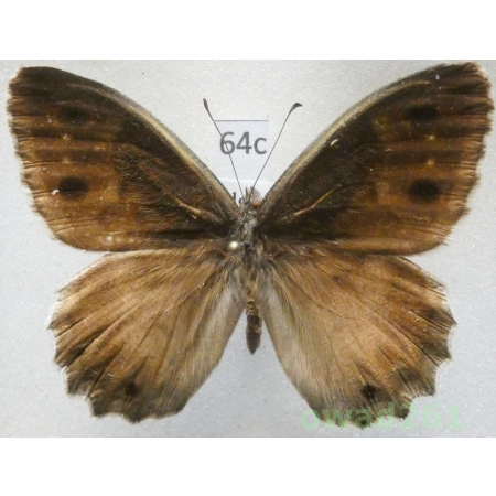 Hipparchia statilinus (Hufnagel, 1766) male Bulgaria64c